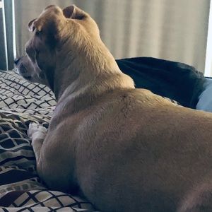 Meet your Posher, Dion